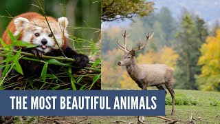 The Most Beautiful Animals in the World