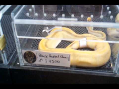 biteable NARBC Tinley Park 2011 part 2