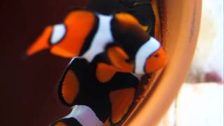 Sissy's Rod's Onyx Clownfish Spawning