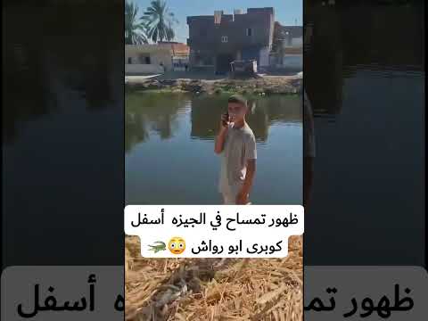 تمساح ضخم في الجيزه تحت كوبري أبو رواش مشهد عمرنا ما كنا نتوقعه يحصل في مصر