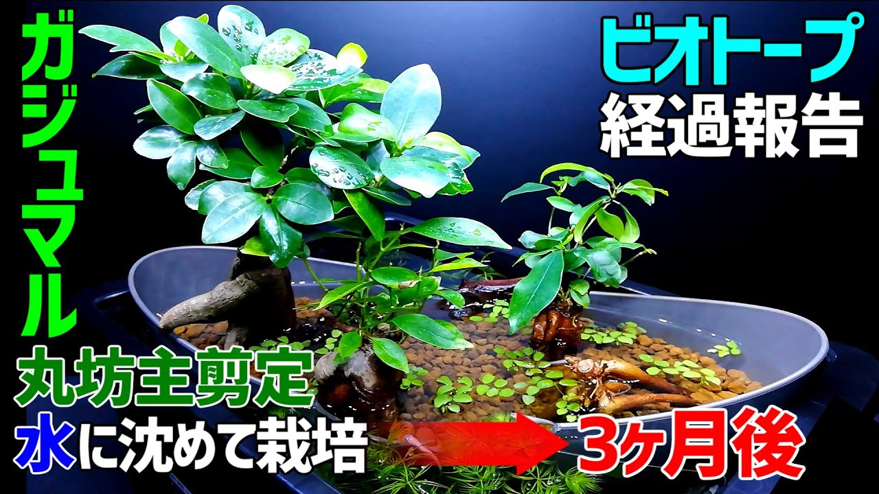 メダカの【水没林ビオトープ】3ヵ月経過報告/ガジュマルを丸坊主剪定して水に沈めたらどうなった？【観葉植物】