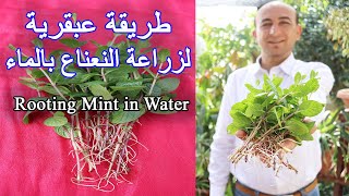 زراعة و تجذير النعناع في الماء, Rooting Mint in Water