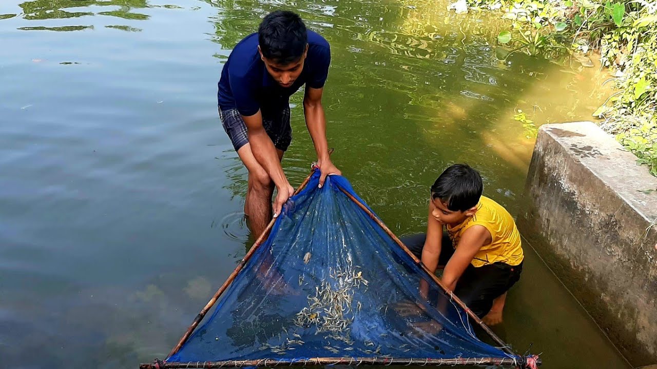 Hunting Fish - Catching Lots of Shrimps - Fishing with push net 