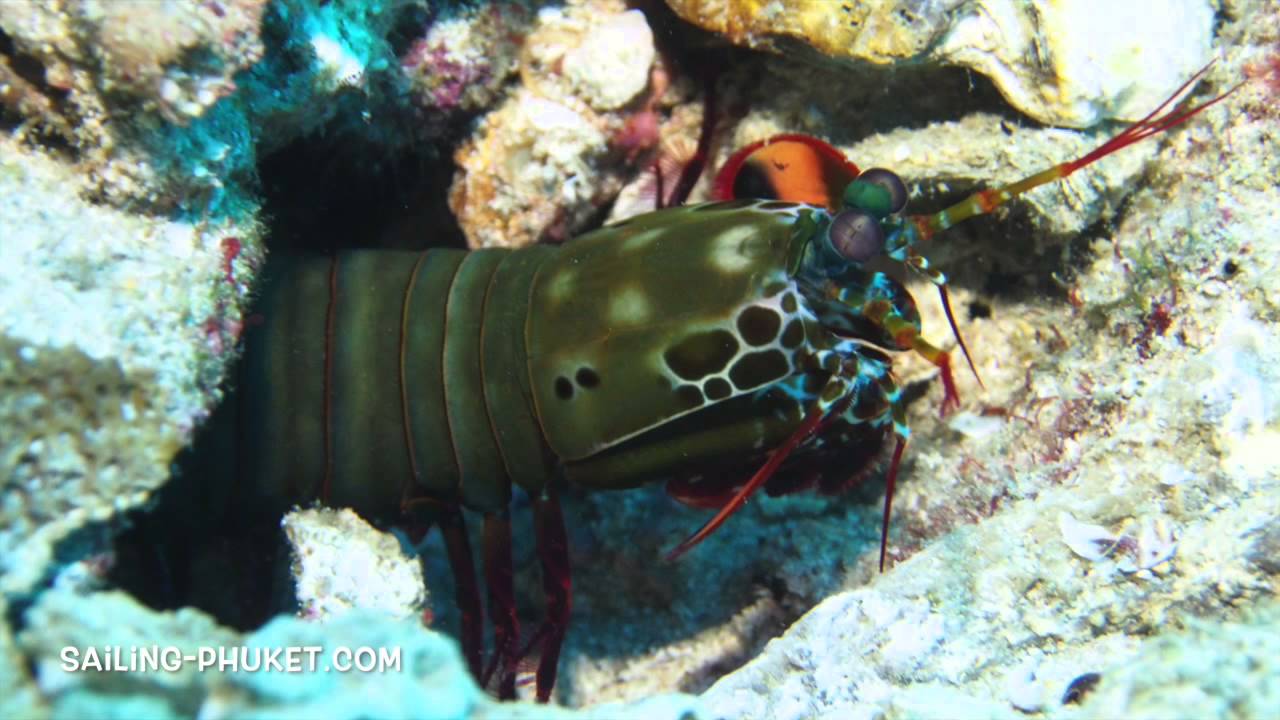 Cruising and Diving the Mergui Archipelago, Myanmar on Sailing Catamaran Nakamal