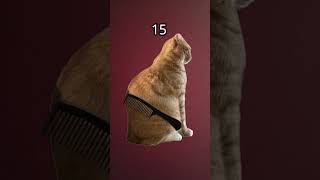 WHY IT IS NOT DAT HARD YALL.