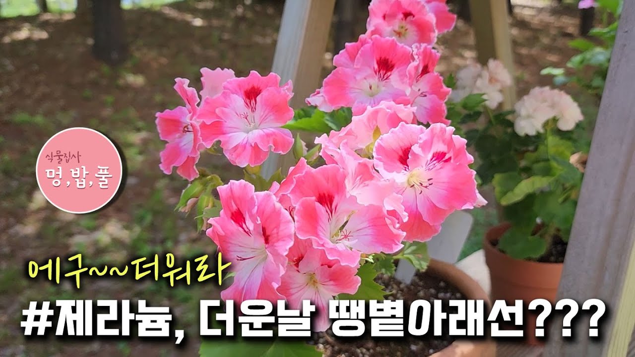 제라늄,더운날 늘어진 제라늄 물주기???