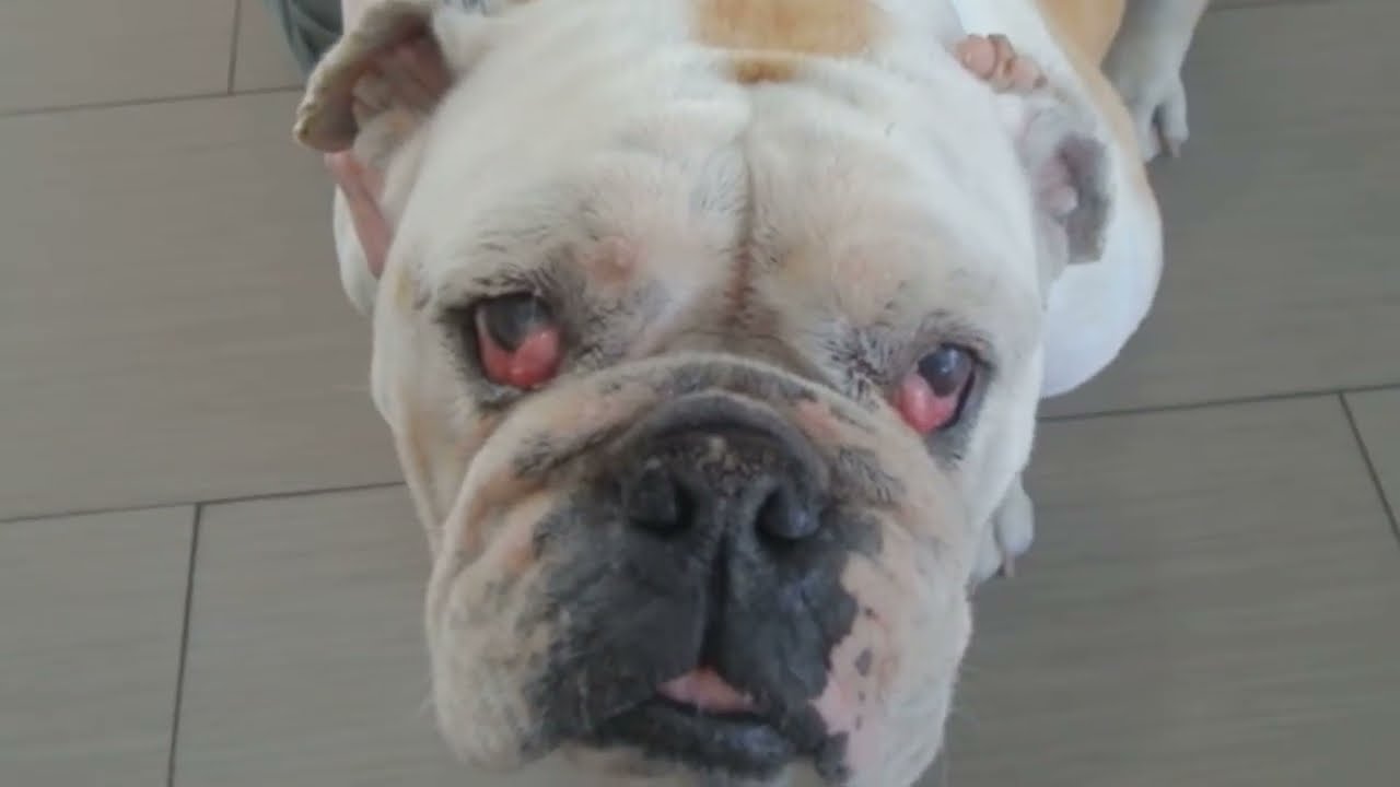 Cherry Eye In Bulldogs And French Bulldogs Puppies Dr Kraemer