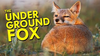 Swift Fox: The Underground Fox