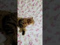 ليلة سعيدة سلطانة الملكة