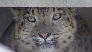 ユキヒョウ シジム 屋外デビュー~Snow Leopard in outside