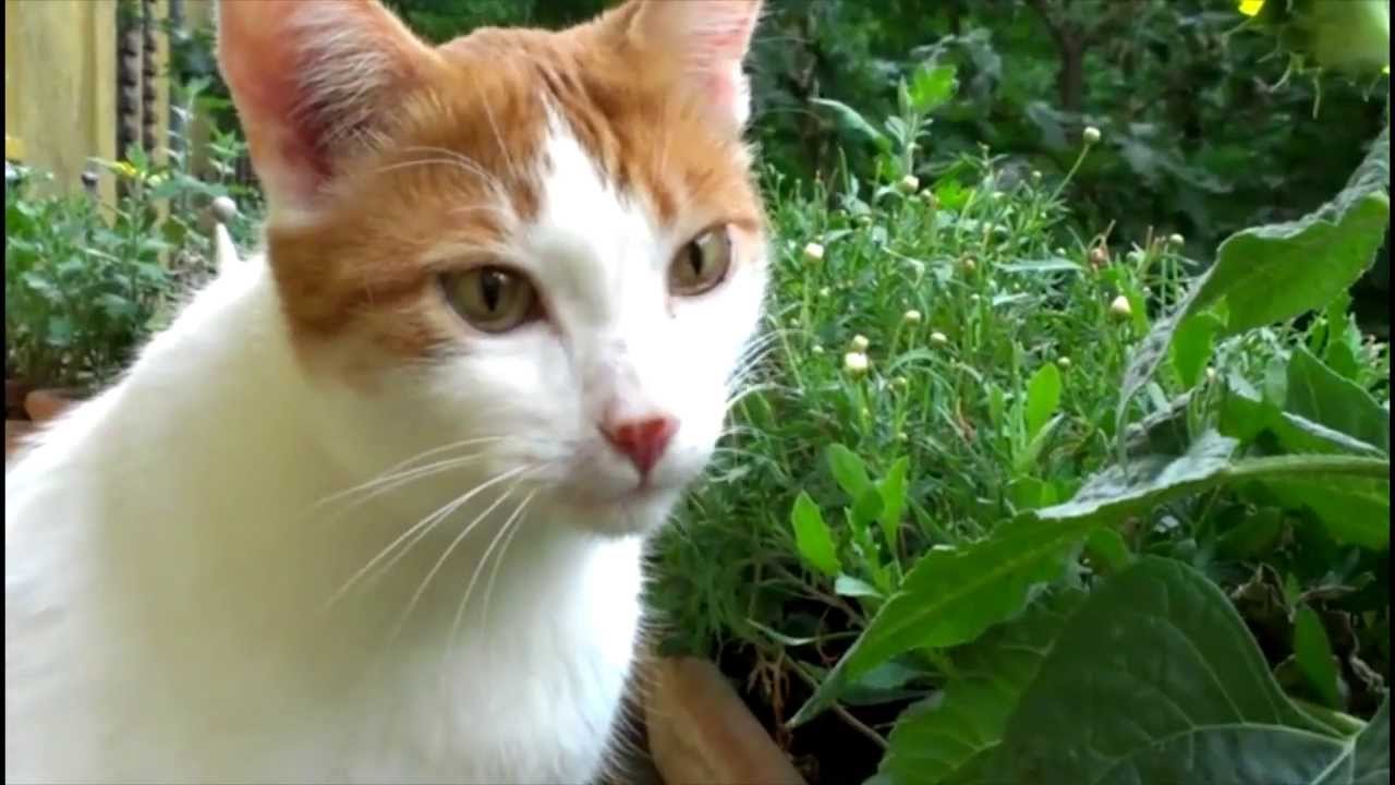 Cat eating Flowers YouTube