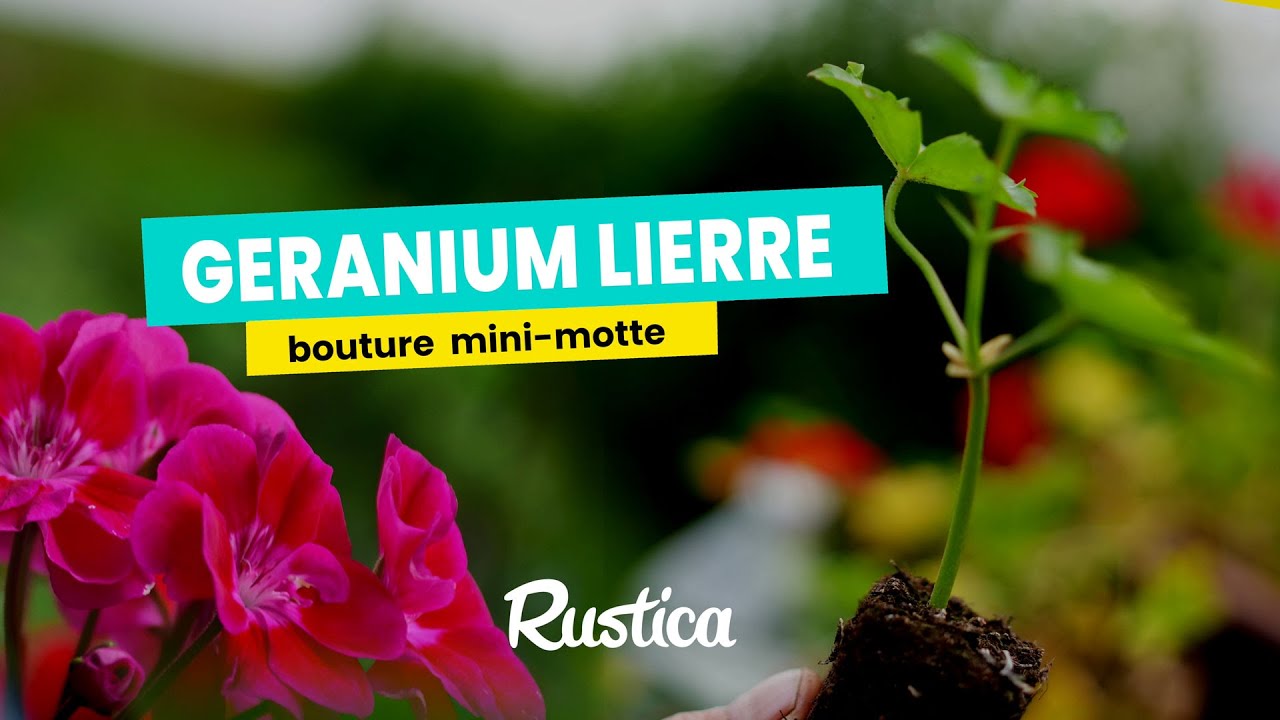 Une bouture de géranium lierre à moindre coût YouTube — free download