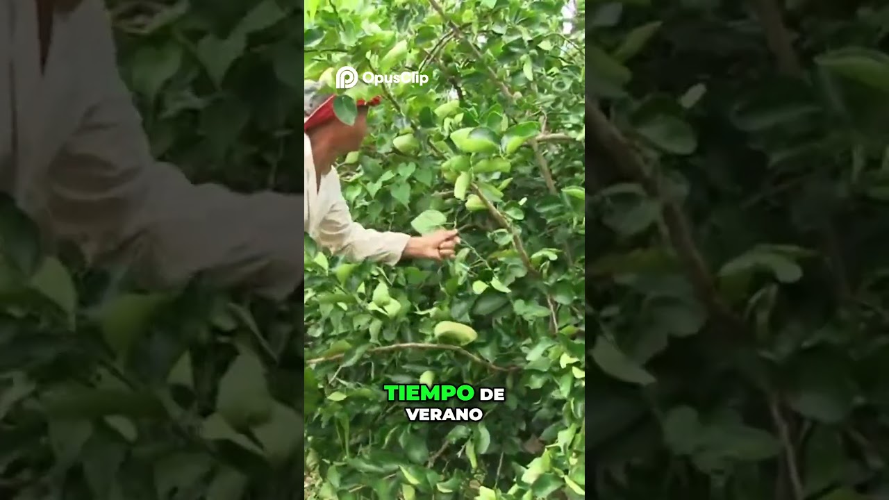🍋✅ GUÍA DEFINITIVA: ¡Cultiva LIMONES como un EXPERTO! 