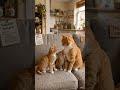Mom, look, brother is lying || forkan tech. #viral #cat #funnypictures