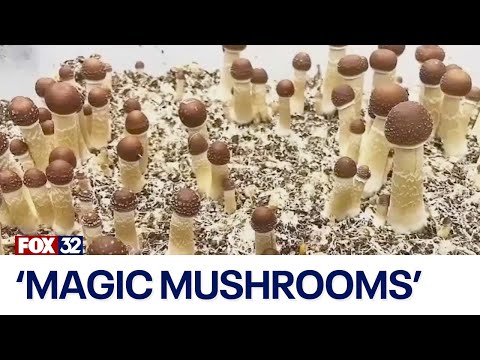 ONE Retreats - Illinois Eyes Psilocybin Legalization for Mental Health