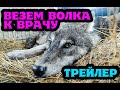 Везем волка Инура в город. Реакция волка на врача.