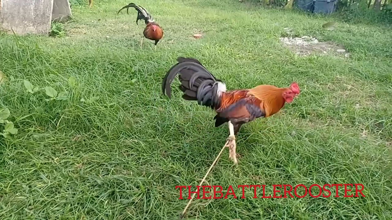 Get Golden Boy Sweater Rooster Youtube For Android Free Get Wallpaper Golden Boy Sweater Rooster Youtube Desktop Wallpaper