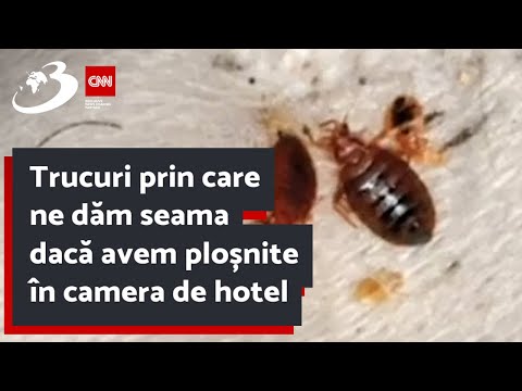 Video: Cum știți dacă există ploșnițe în camera dvs. de hotel?