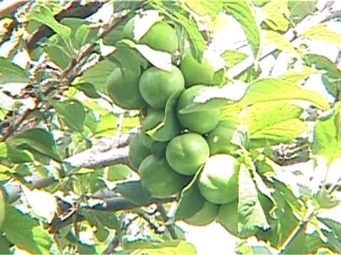 Video: Jaboticaba ağacı haqqında məlumat - Jaboticaba meyvə ağaclarını necə yetişdirmək olar