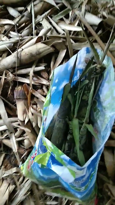 ngiga tubu y