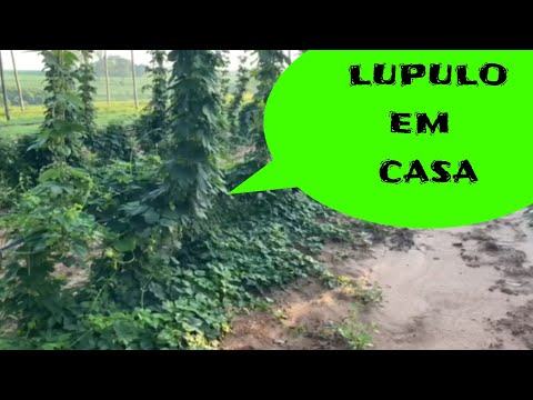 Vídeo: Plantas de Lúpulo de Quintal - Onde Obter Rizomas de Lúpulo