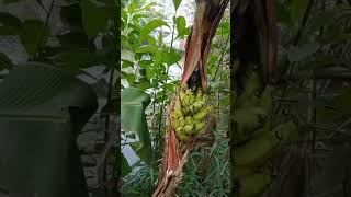 VIRAL ! ,Unique banana tree, a banana tree that bears fruit in the middle of the banana tree stem