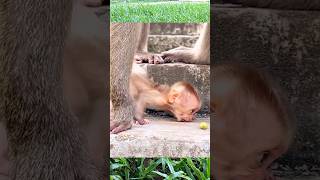 Sweet Baby Monkey Feels Safe Near Mama During Playtime 🐒🌿💛 #Shorts