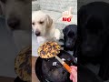 This dog is so kind