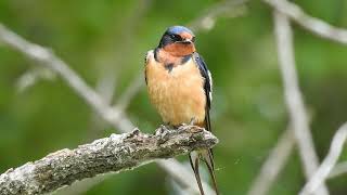 Panggilan dan Perawatan Barn Swallow