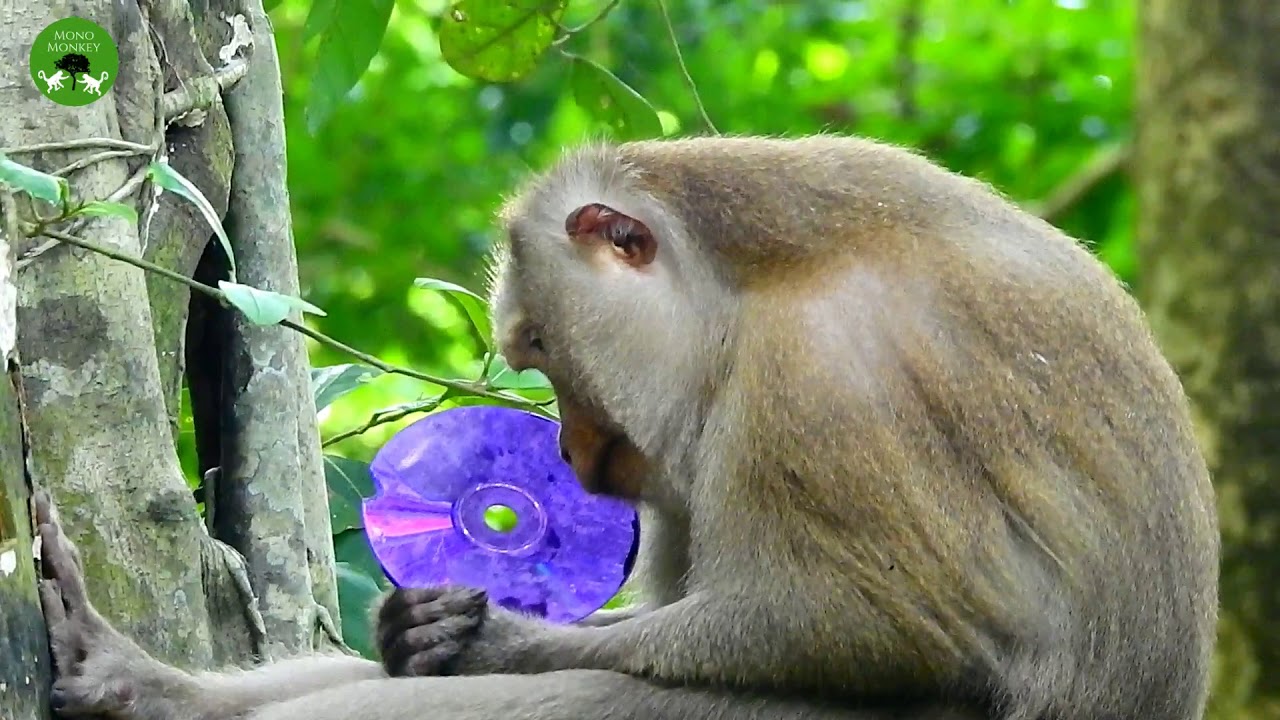 If She Has DVD Player She Will Play ,Wondering Monkey ST1598 Mono Monkey