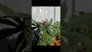 cannabis #budds #cannabis #weed