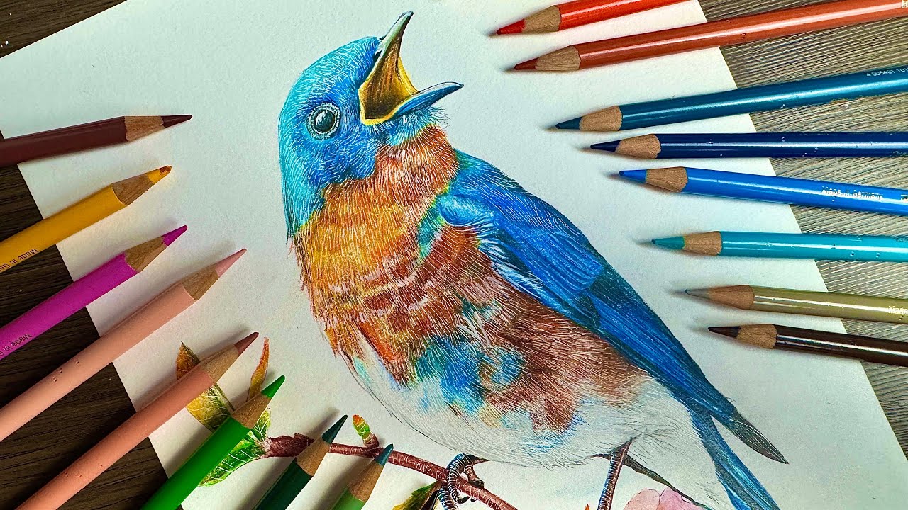 Pintura pássaro Azul com lápis de cor Faber Castell