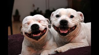 Funny Staffordshire Bull Terrier Videos 2017  Funny Dogs Video