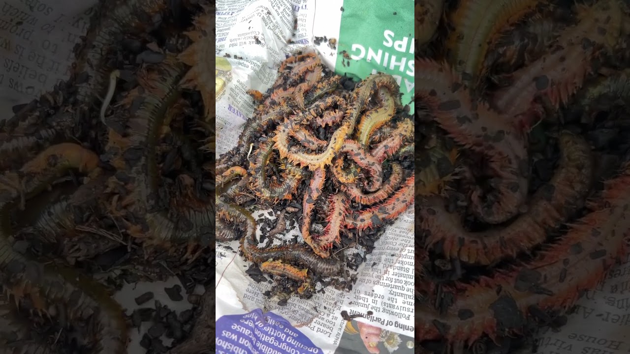 Jaws of the devil. Ragworm