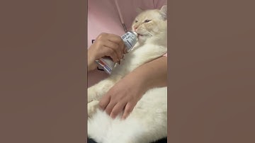 Thumbnail of Cat breakfast time#cat #catlover #short #shortvideo #song #cat