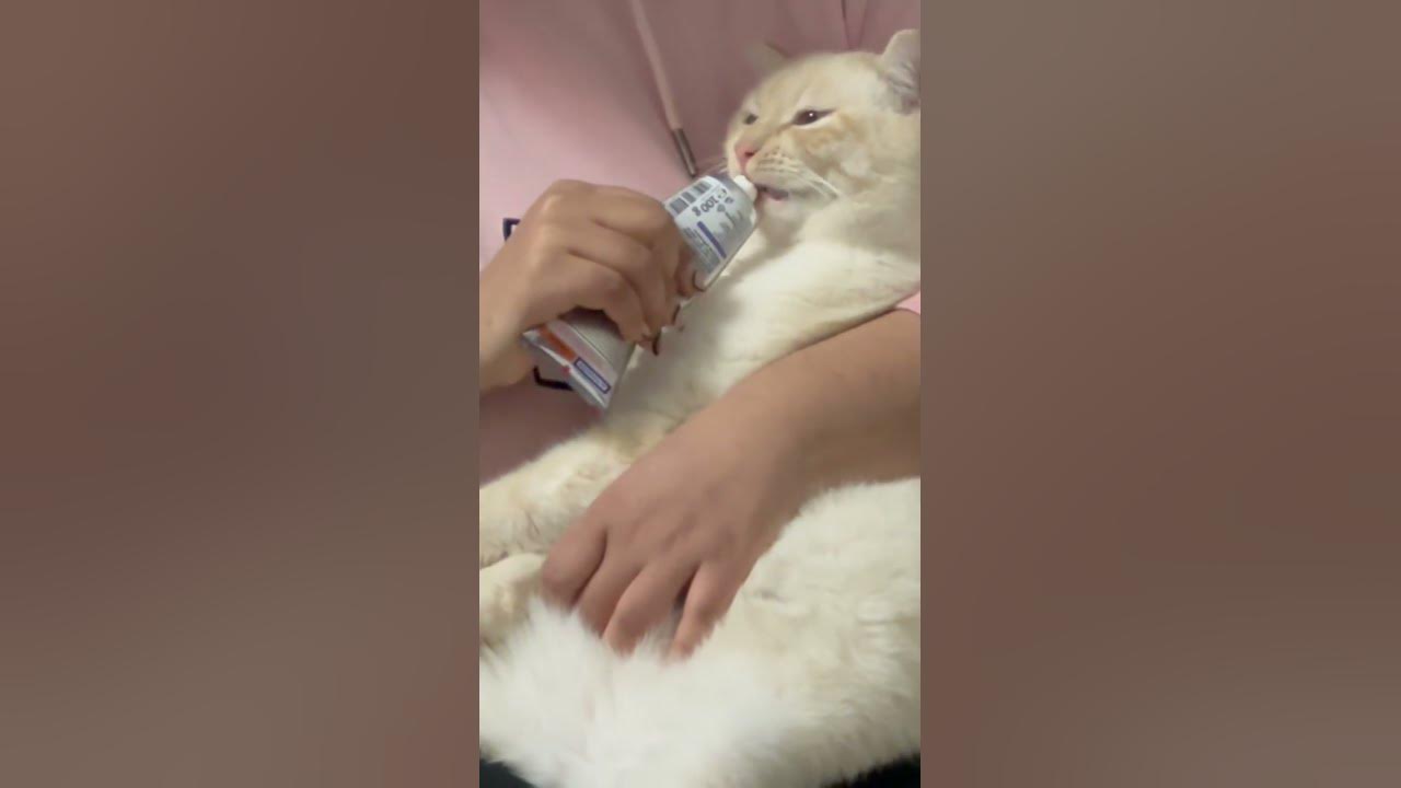 Cat breakfast time#cat #catlover #short #shortvideo #song #cat