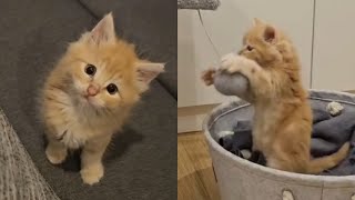 This Playful Cat Just Won’t Quit Playing