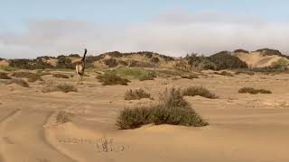 Excitement as giraffe spottted in the desert