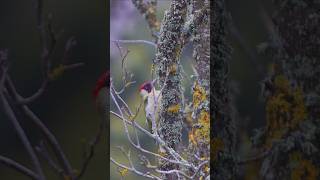 Observation d'un Pic Vert 🐦🌳 Dinard, France - Short video 4k 2026 #woodpeckerbird