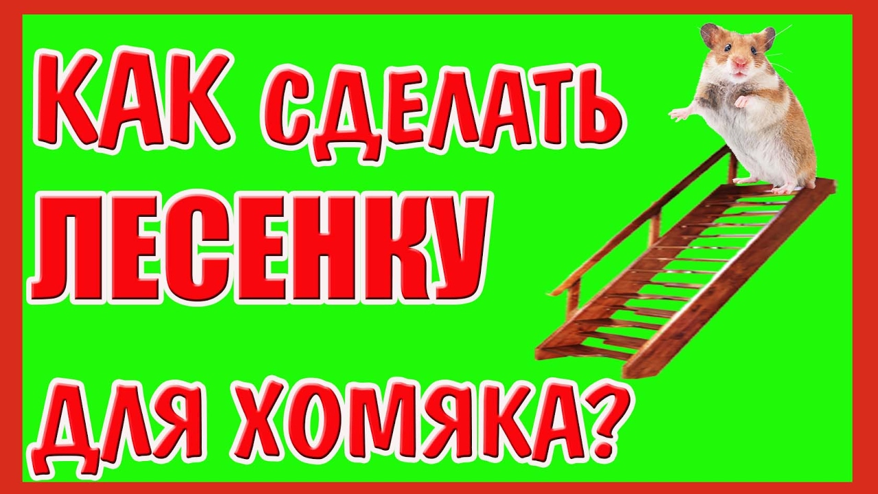 Почему хомяк грызет клетку? Что с этим делать?