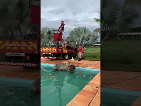 Após cair em piscina, vaca é resgatada em fazenda de Anápolis - Mais Goiás