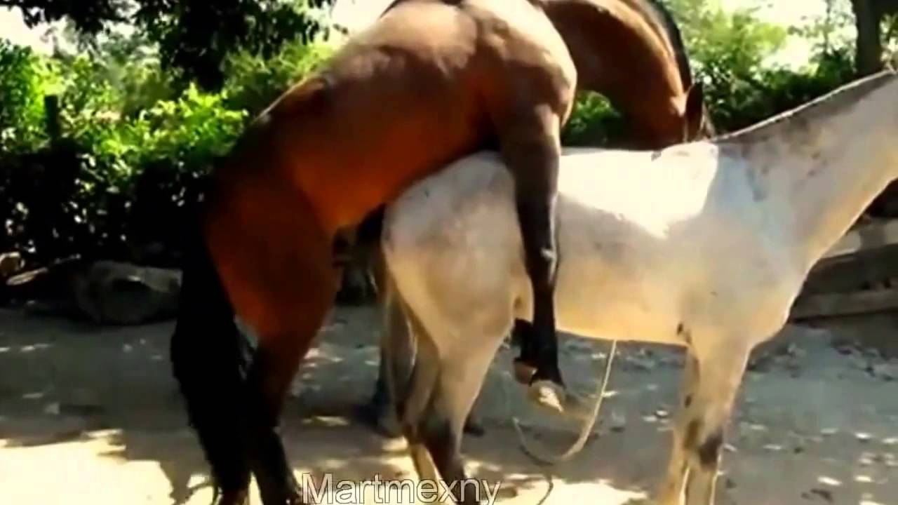 Секс Хозяйка Ебется Свою Коня Секс Хозяйка Ебется Свою Коня