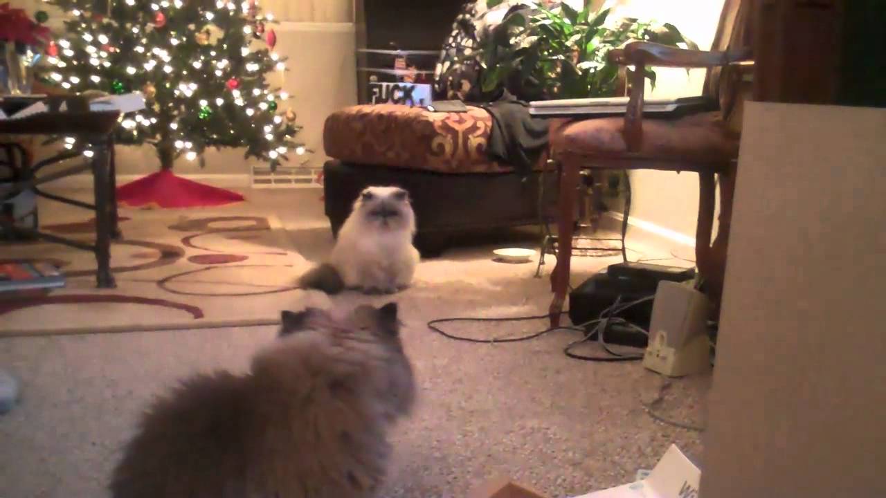 Useless Christmas Gifts YouTube