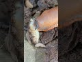 Slugs eating slugs