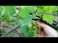 Выращивание плодоносного куста винограда из косточки