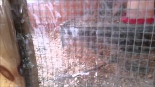 garage chicken coop