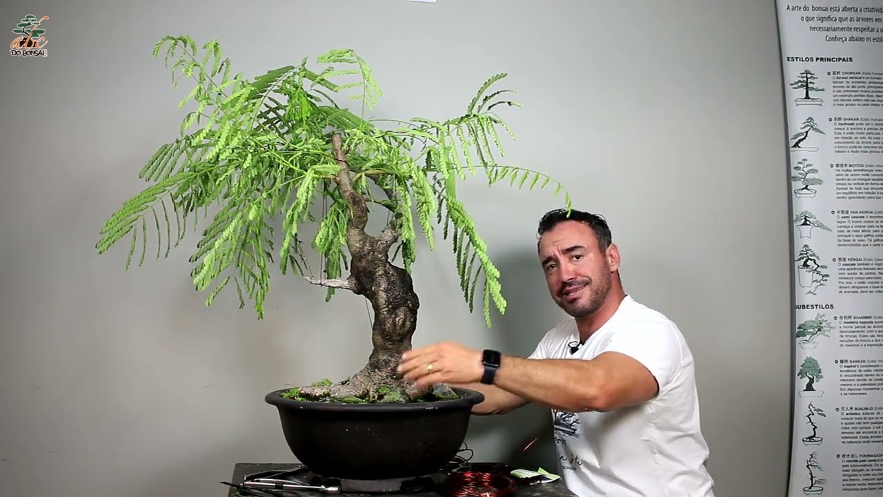 MEU PRIMEIRO BONSAI DE FLAMBOYANT   PRIMEIROS PASSOS