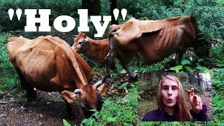NOT SO HOLY COW | India, Sweden, Australia, Norway, England, America...