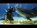 Tiger sharks with coyote peterson will he get bitten by a shark