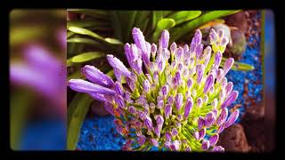 Be Still & Know by. Alex G. (tropical flower collection)